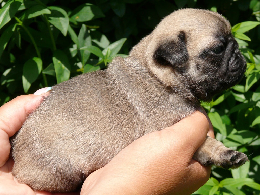 Mops - Štěňátka - 3