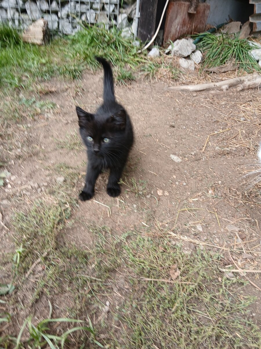 Darujeme maciatko - 3