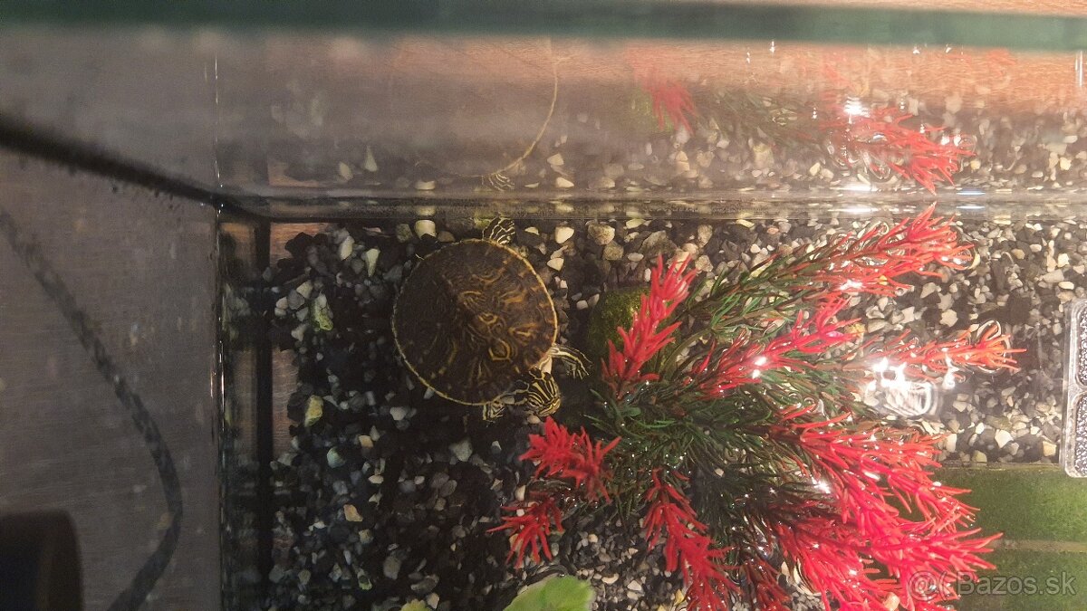 Vodná korytnačka. - 3