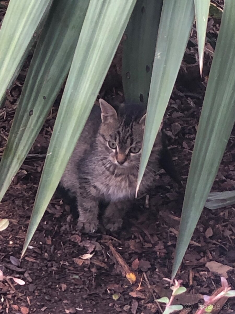 🐱DARUJEM kocúrika🐱 - 3