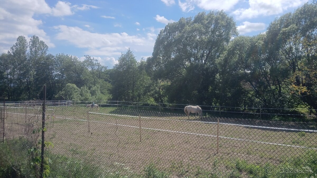 Ustajnenie koní - 3