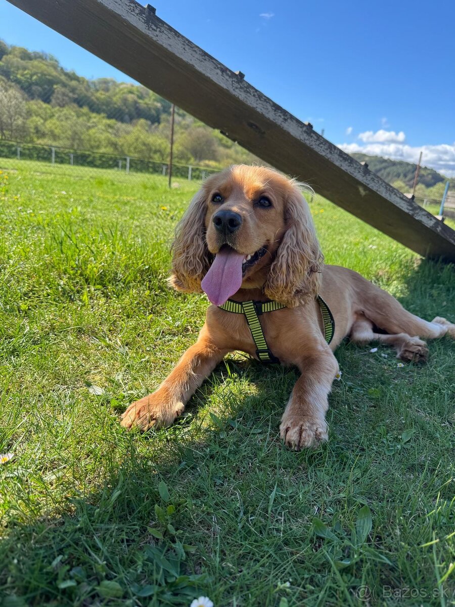 Krytie anglický kokerspaniel - 3