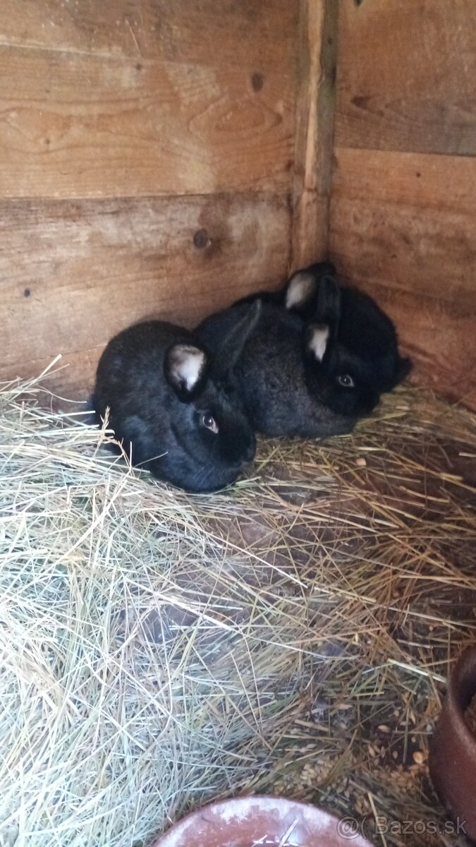 Predám zajace - 3