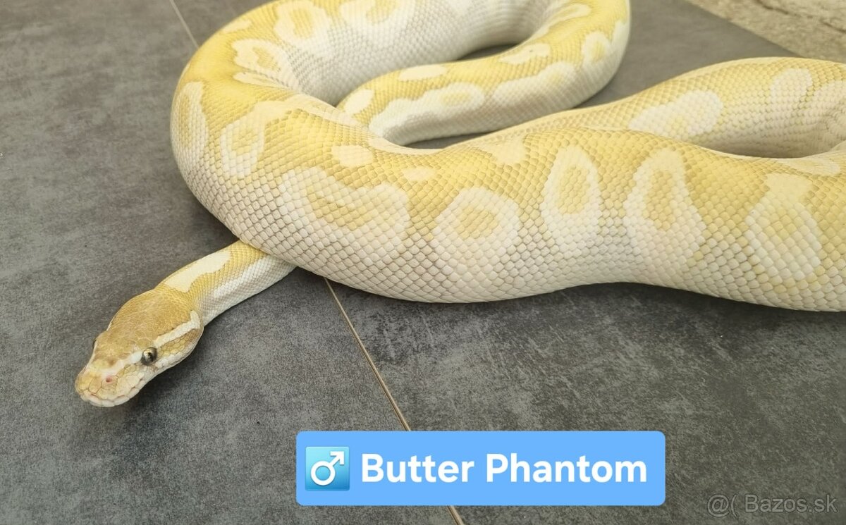 Python Regius / Pyton kráľovský - 3