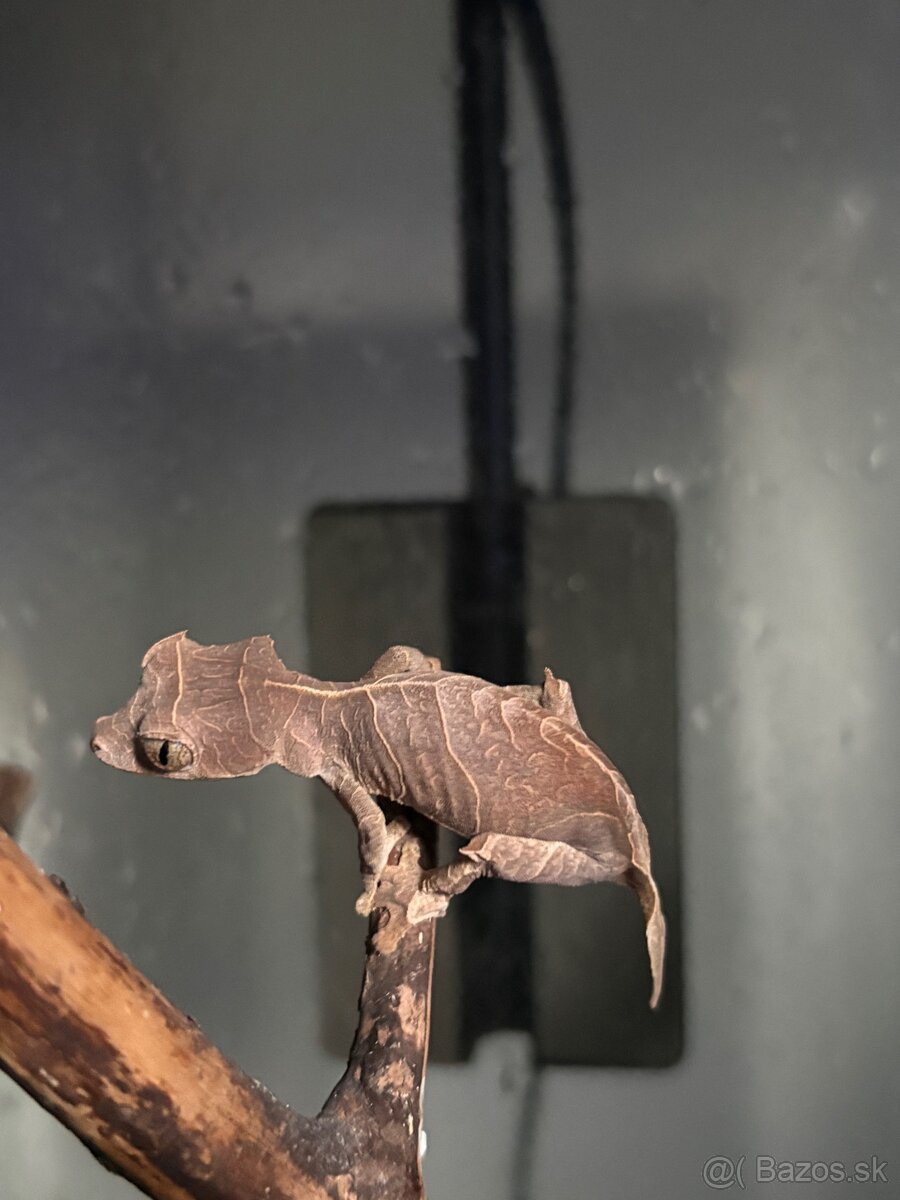 Uroplatus Ebenauis - 3
