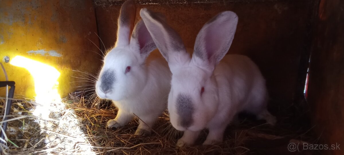 Predám zajace - 3