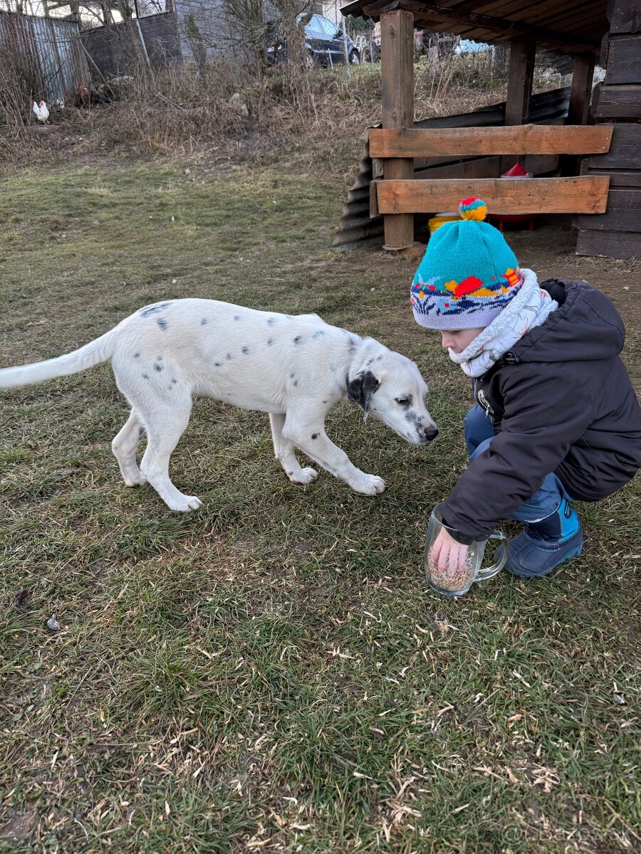 Dalmatin x border kólia - 3