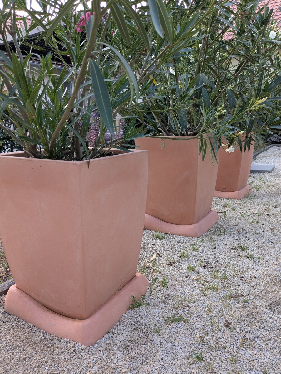 Oleander v "terakote" - 3