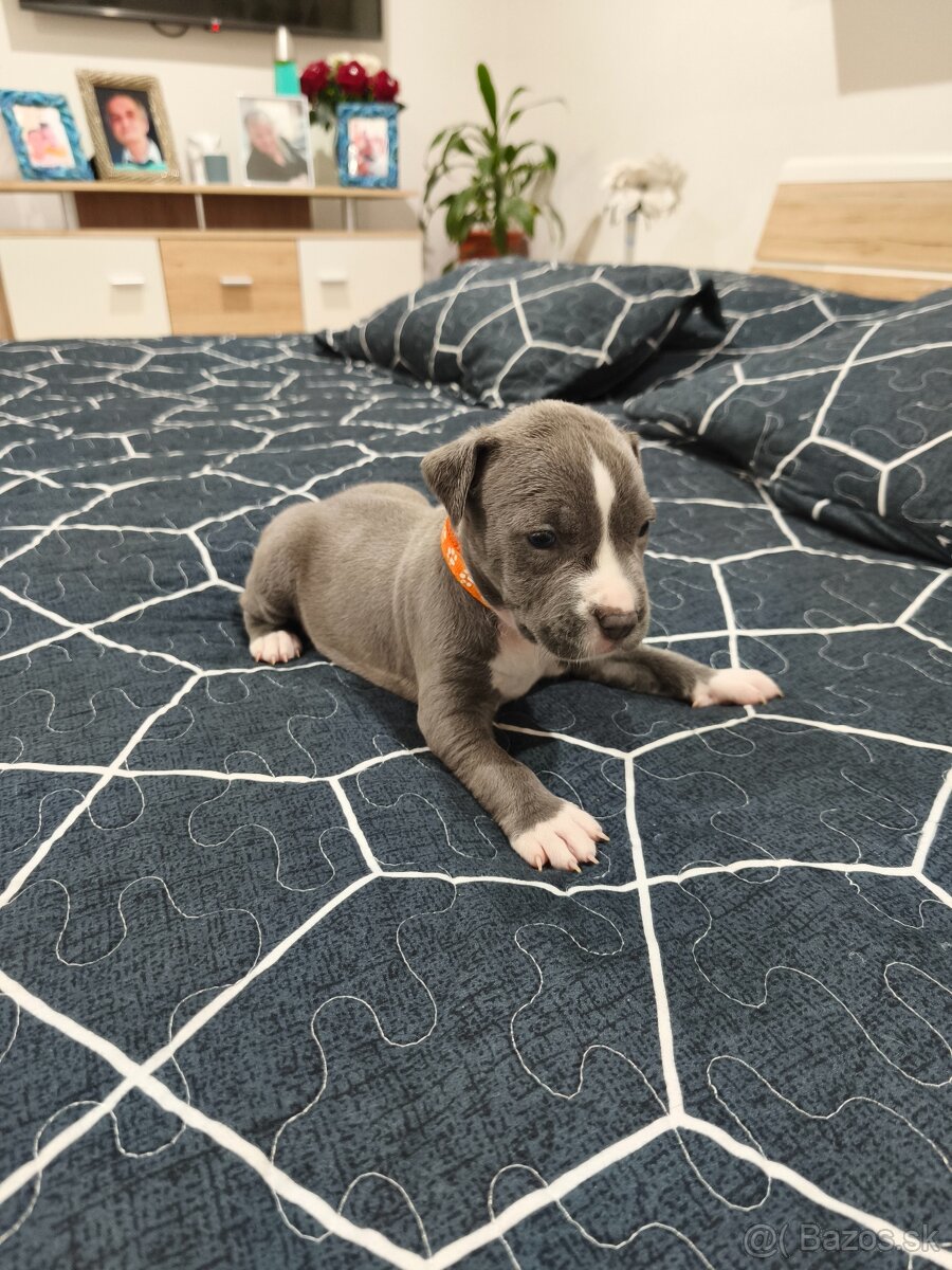 Staford šteniatka - 3