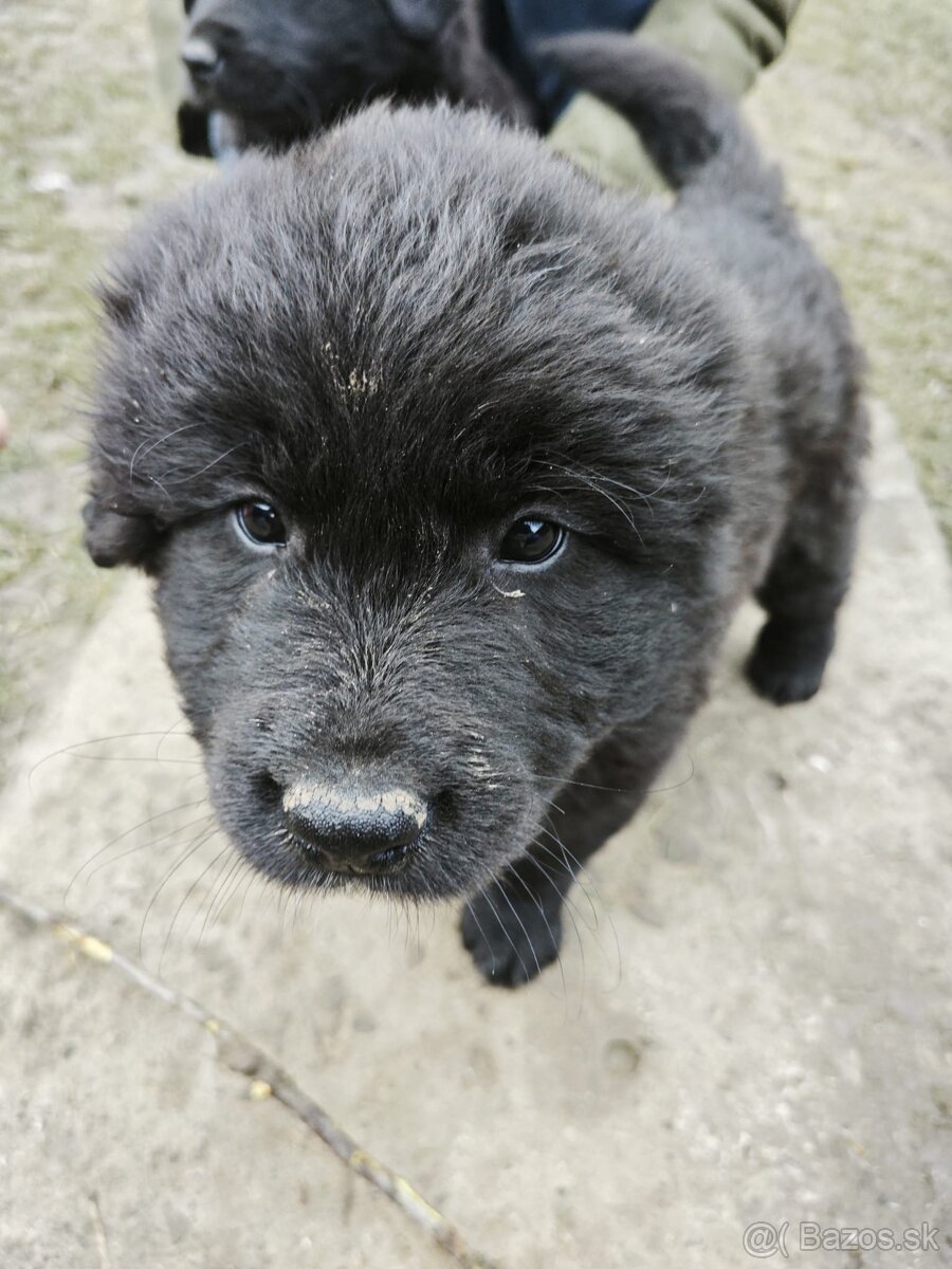 Predám šteniatka - 3