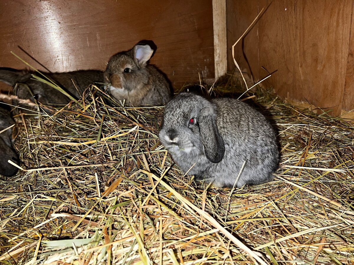 Francúzsky baran - 3