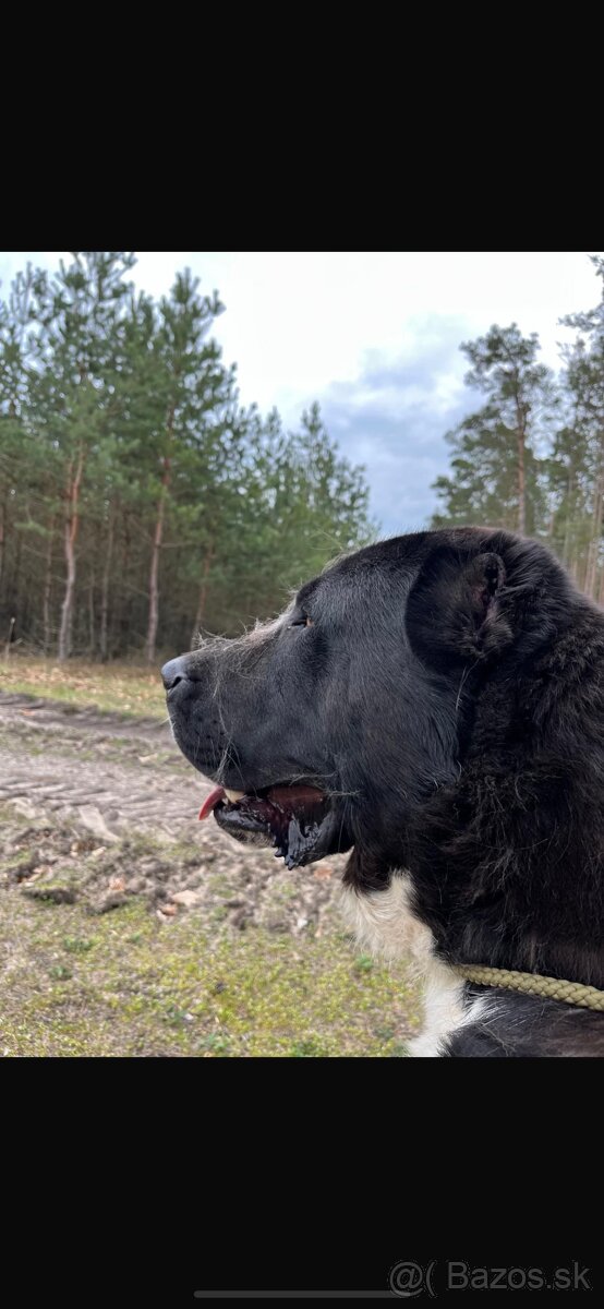 Stredoázijský ovčiak SAO - 3