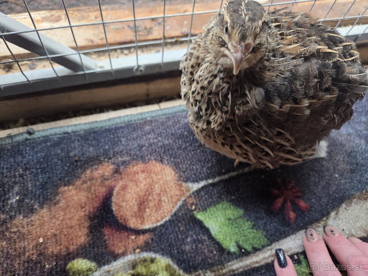 Násadové vajíčka prepelice Faraón Jumbo - 3