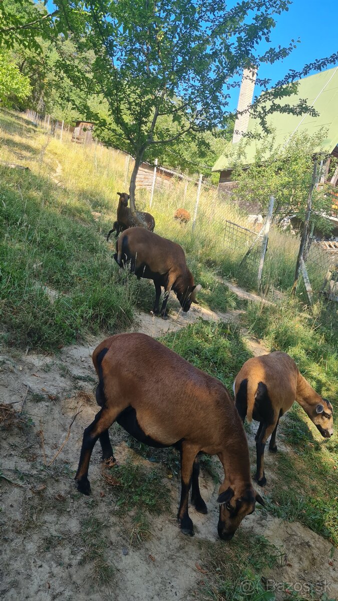 Kamerunska ovca, kamerunský baran - 3