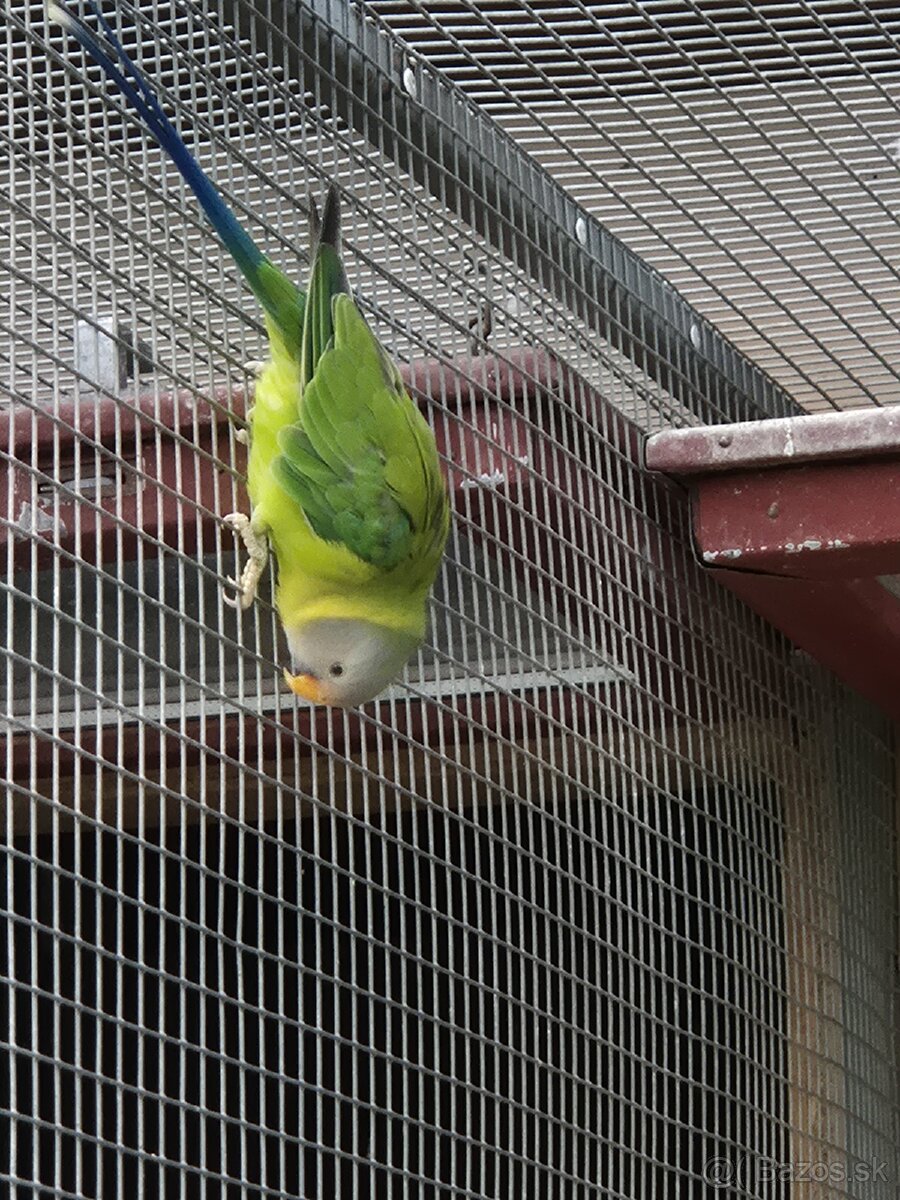 Alexander červenohlavý - 3