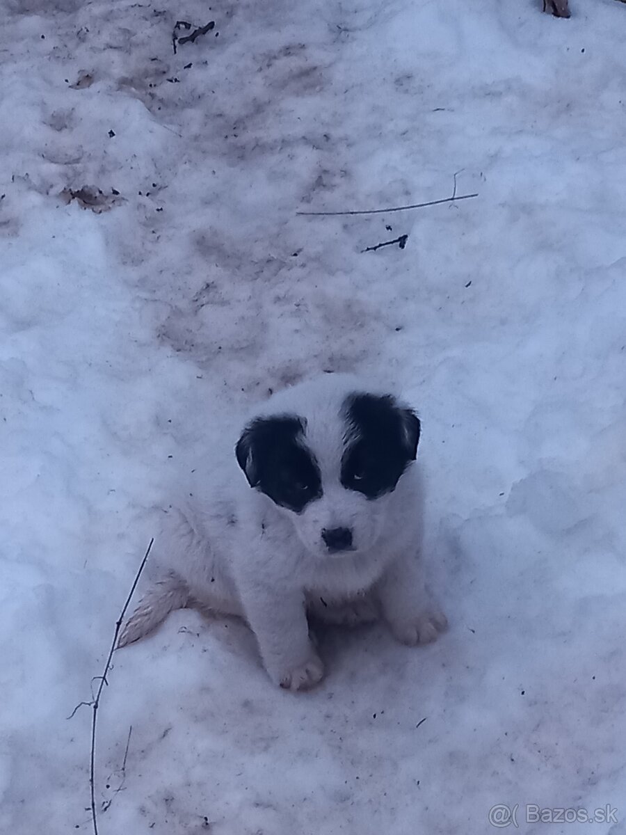 Stredoázijský ovčiak - 3