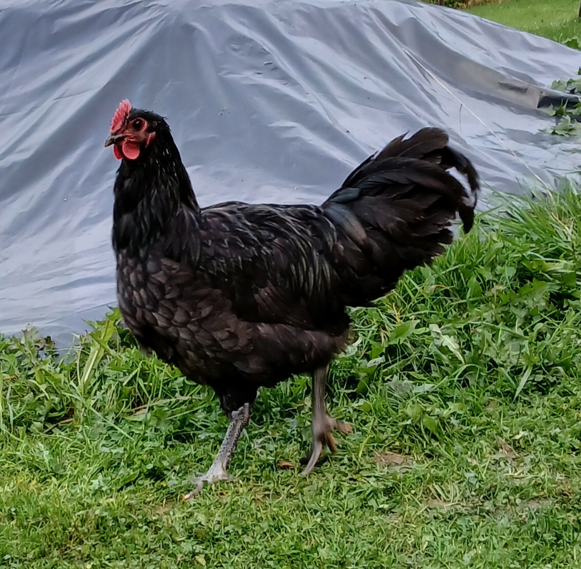 Kohút australorpky - 3