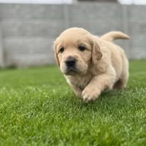 šteniatka Zlatého retrievera s PP - 3