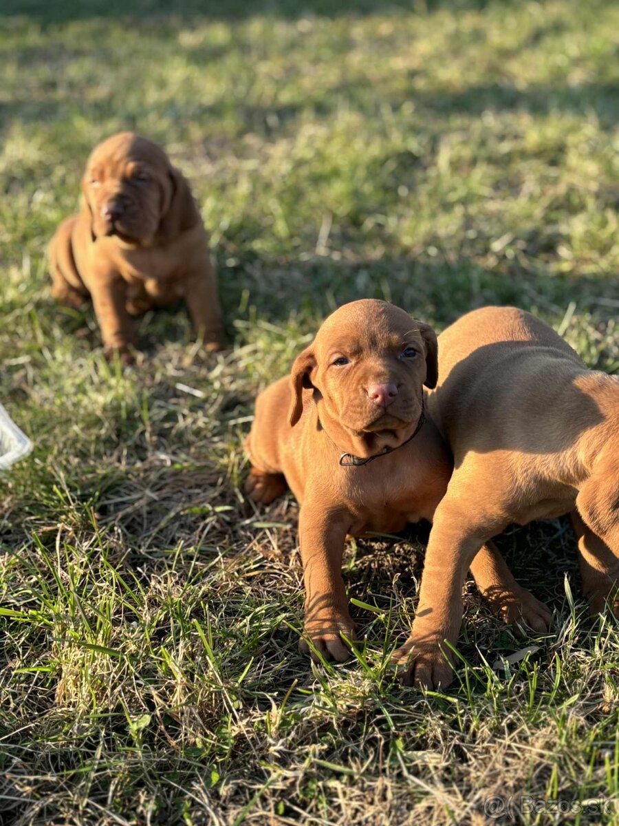 Maďarská vyžla šteniatka - 3