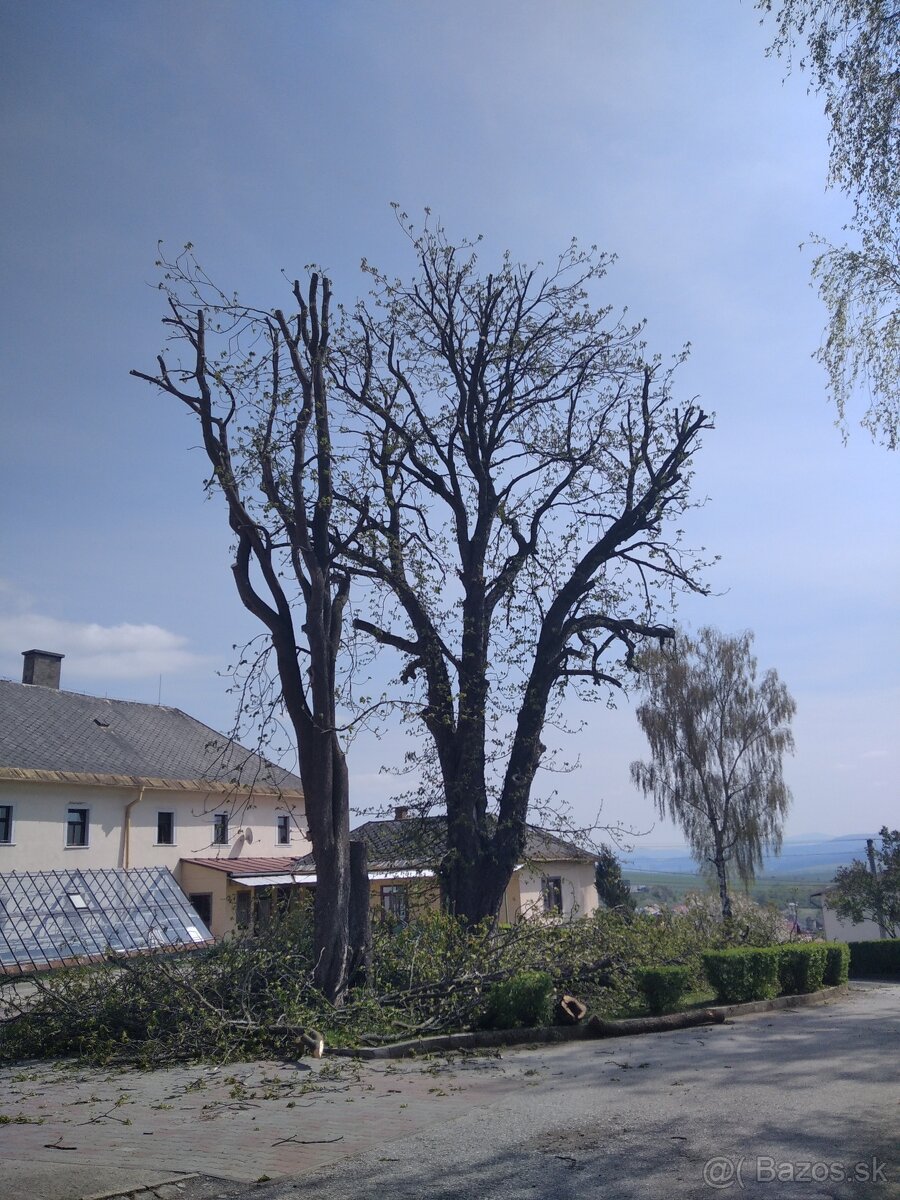 Výrub a orez rizikových stromov - 3