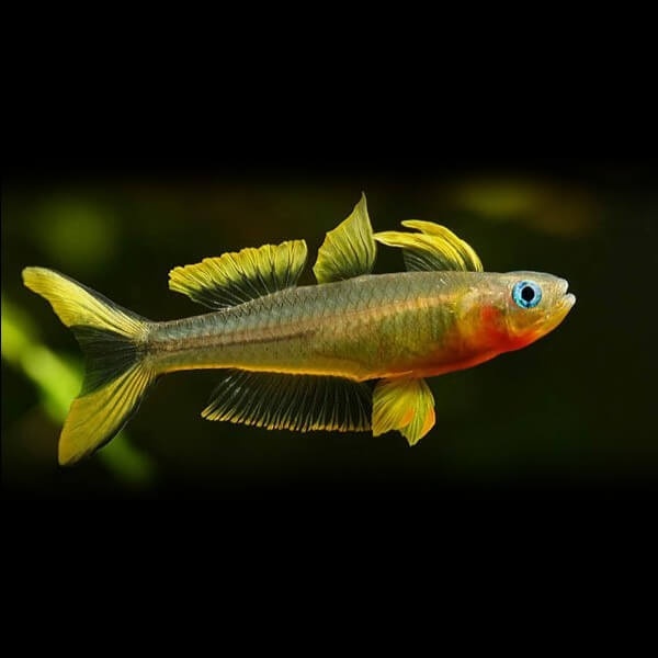 Popondetta furcata | Dúhovka vidlochvostá - 3