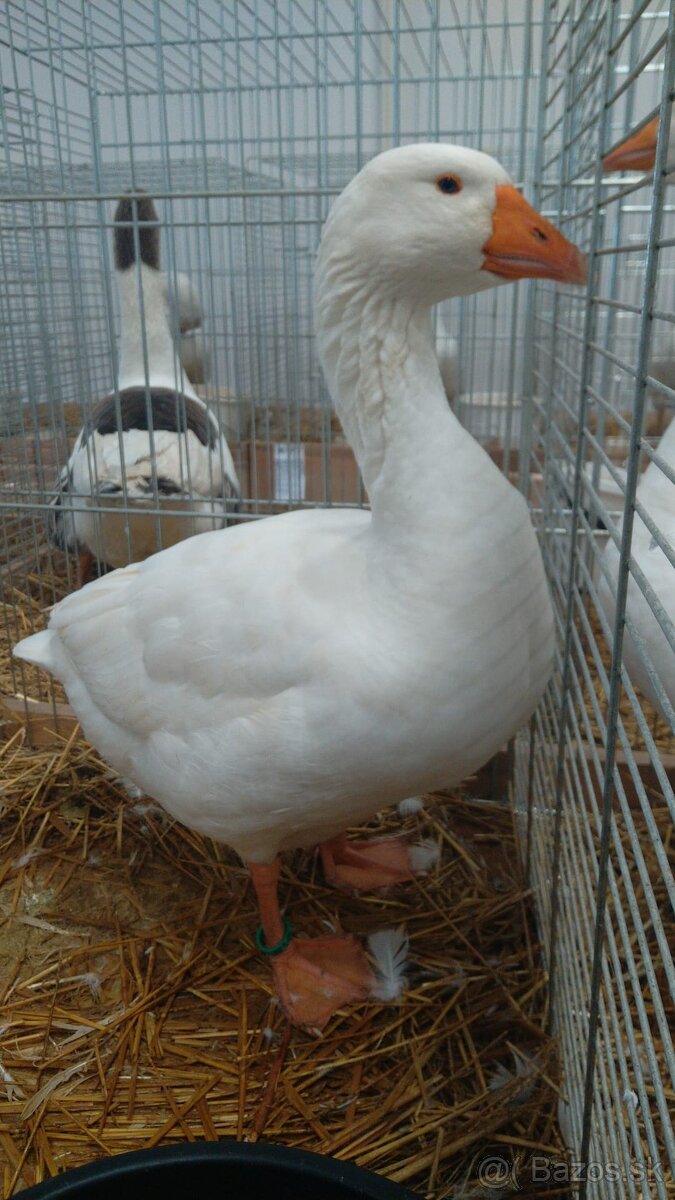 Slovenská biela hus - 3