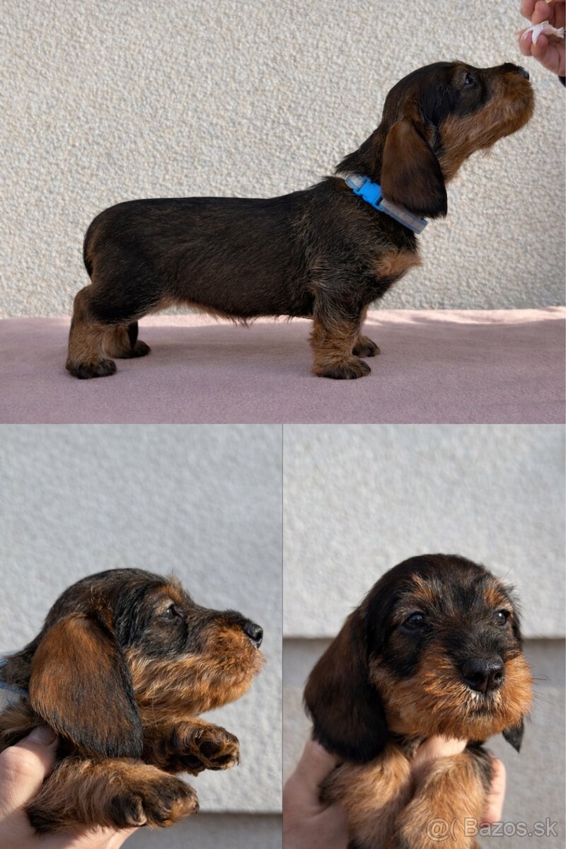 Šteniatka jazvečíka hrubosrstého - 3