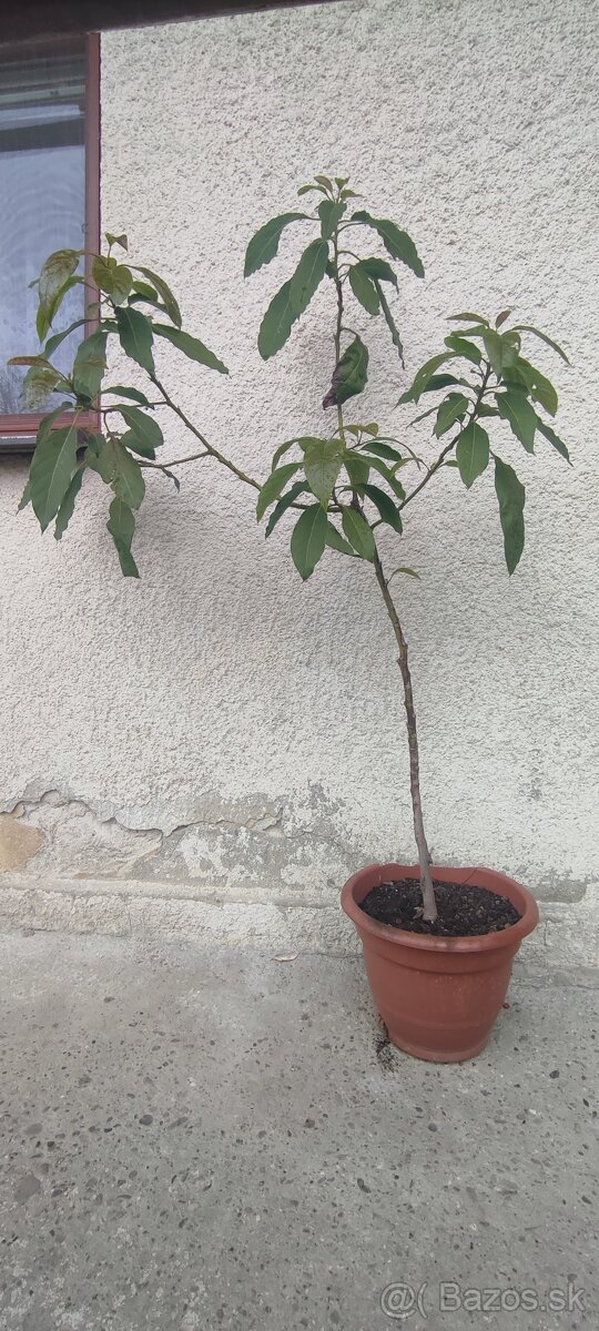 Predám avokádo - 3