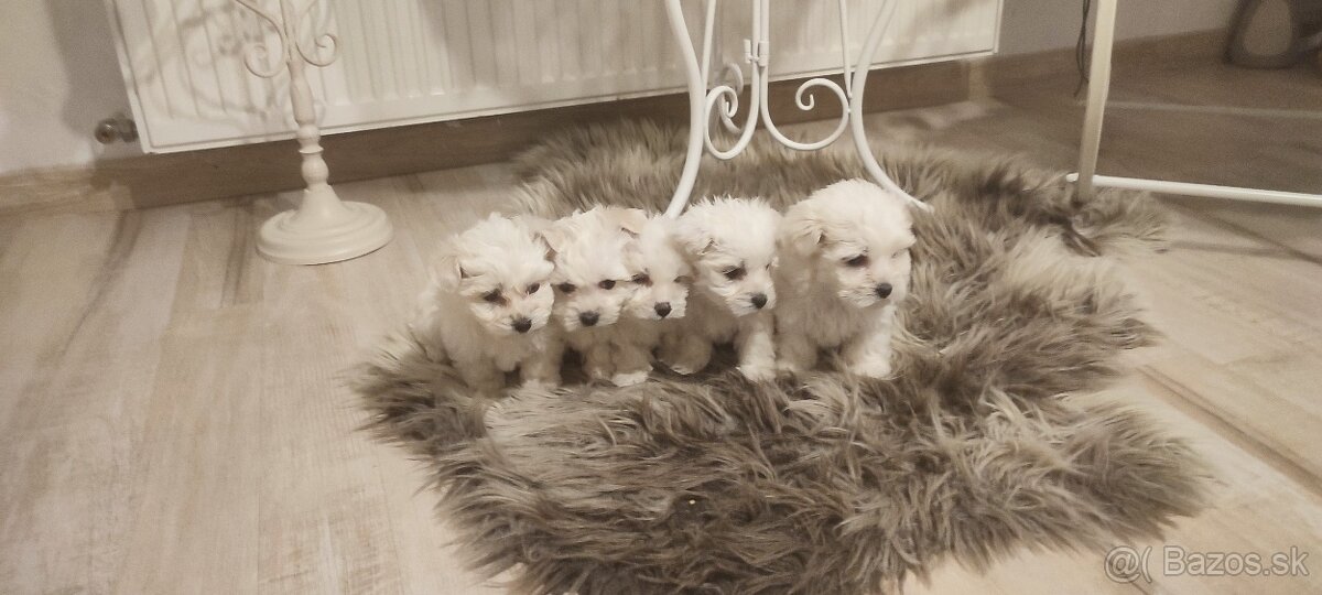 Mini Maltézsky psík - 3