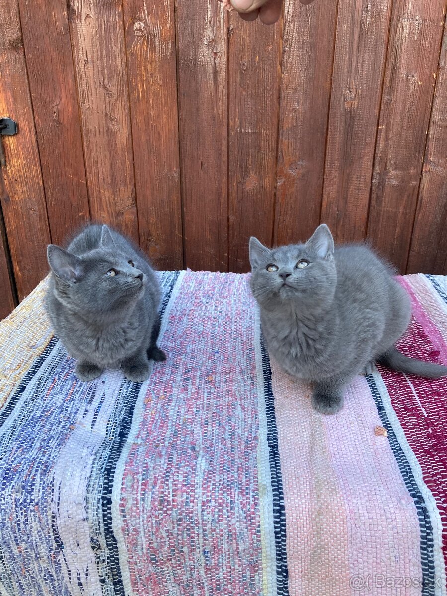 Predáme mačiatka - 3