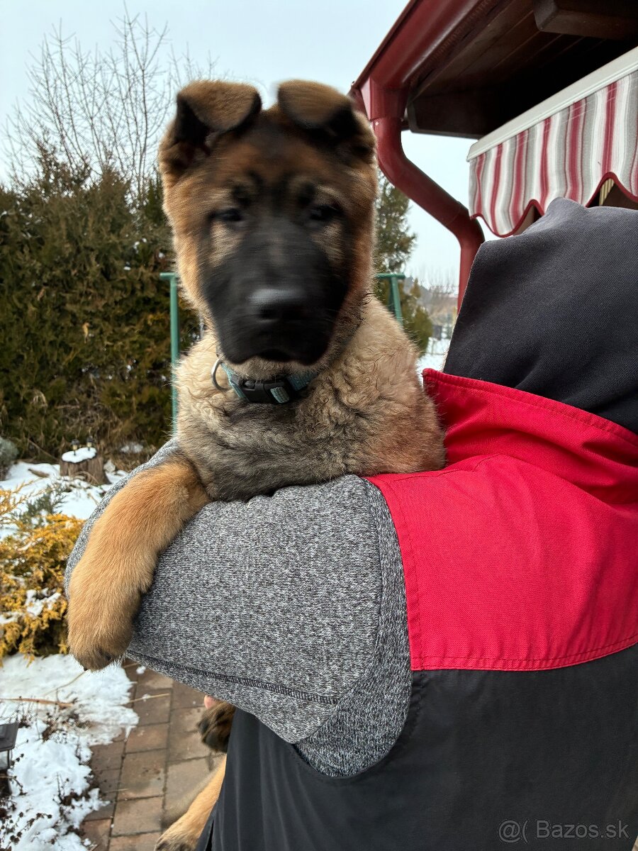 Nemecký ovčiak - 3