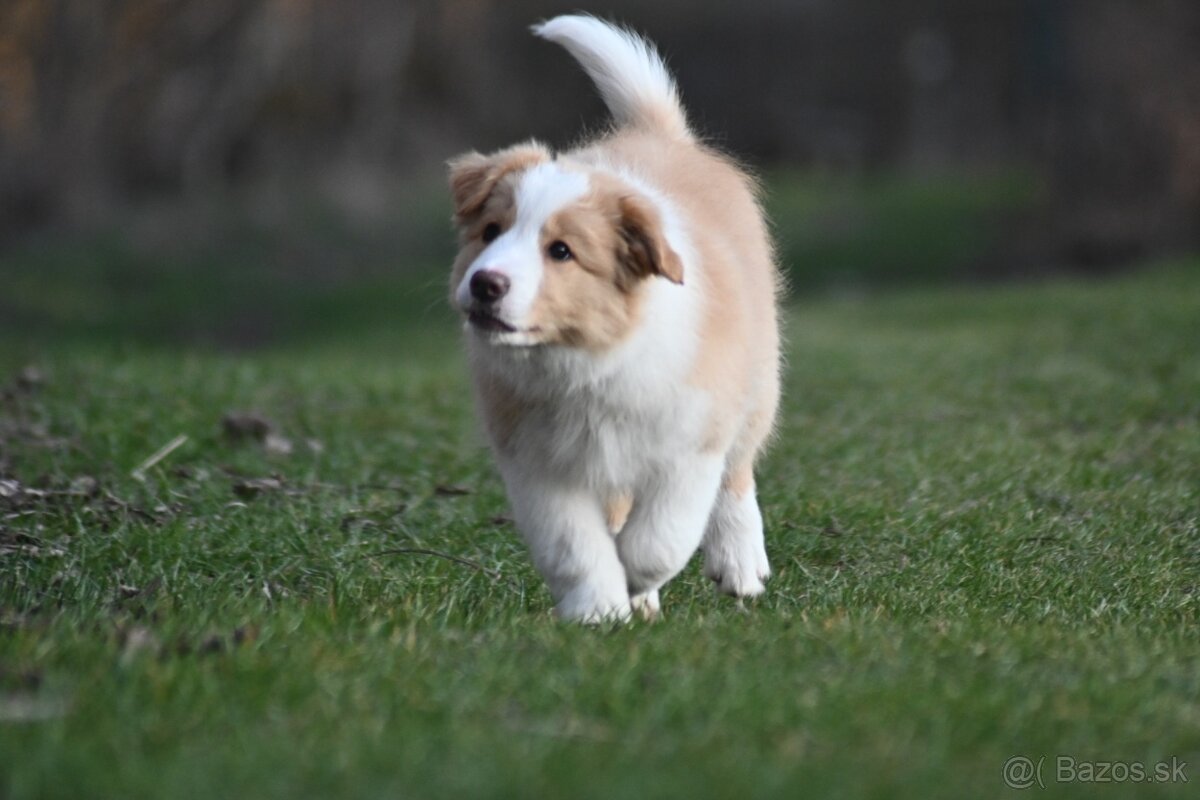Border Collie / Border Kólia s PP - 3