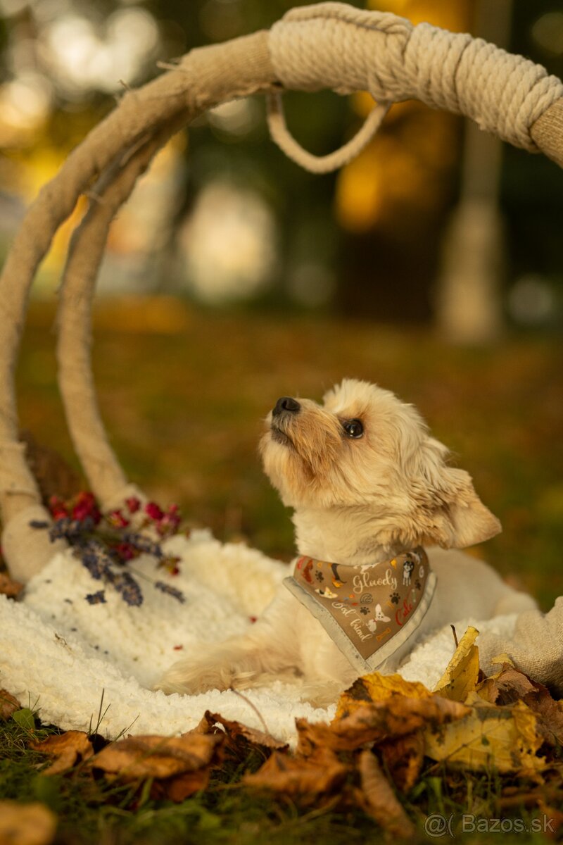 Krytie - Yorkshirsky Teriér - 3