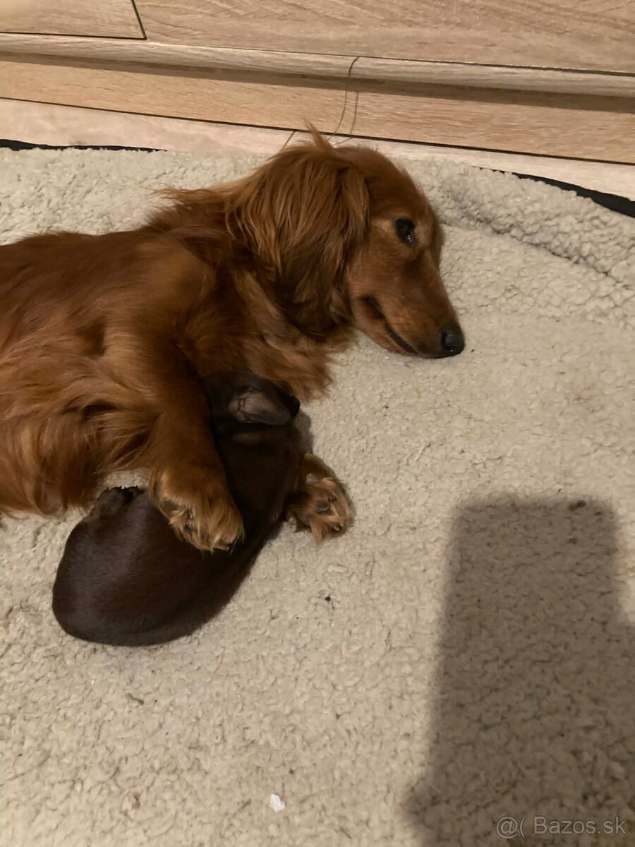 Jazvecik trp.kr. dlhosrsty s PP - 3