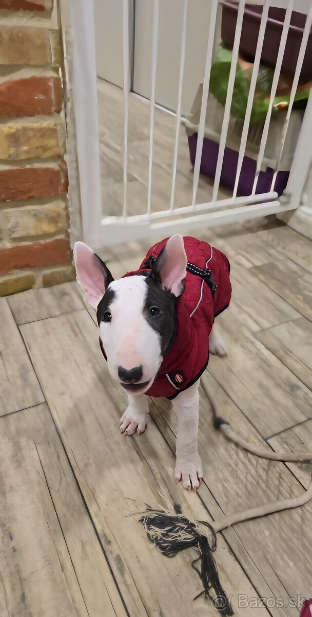 Miniatúrny bullterrier s PP - 3