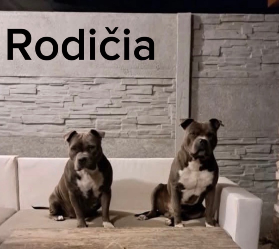 Staford na krytie - 3