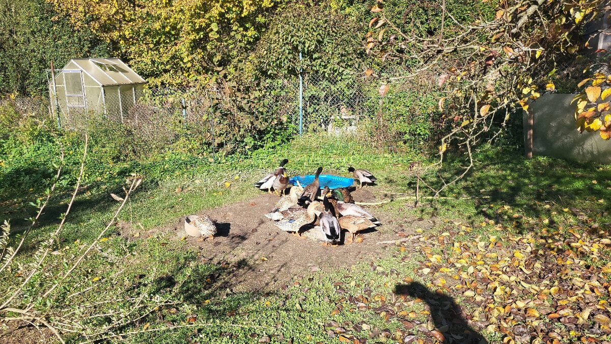 Predám indické bežce - 3