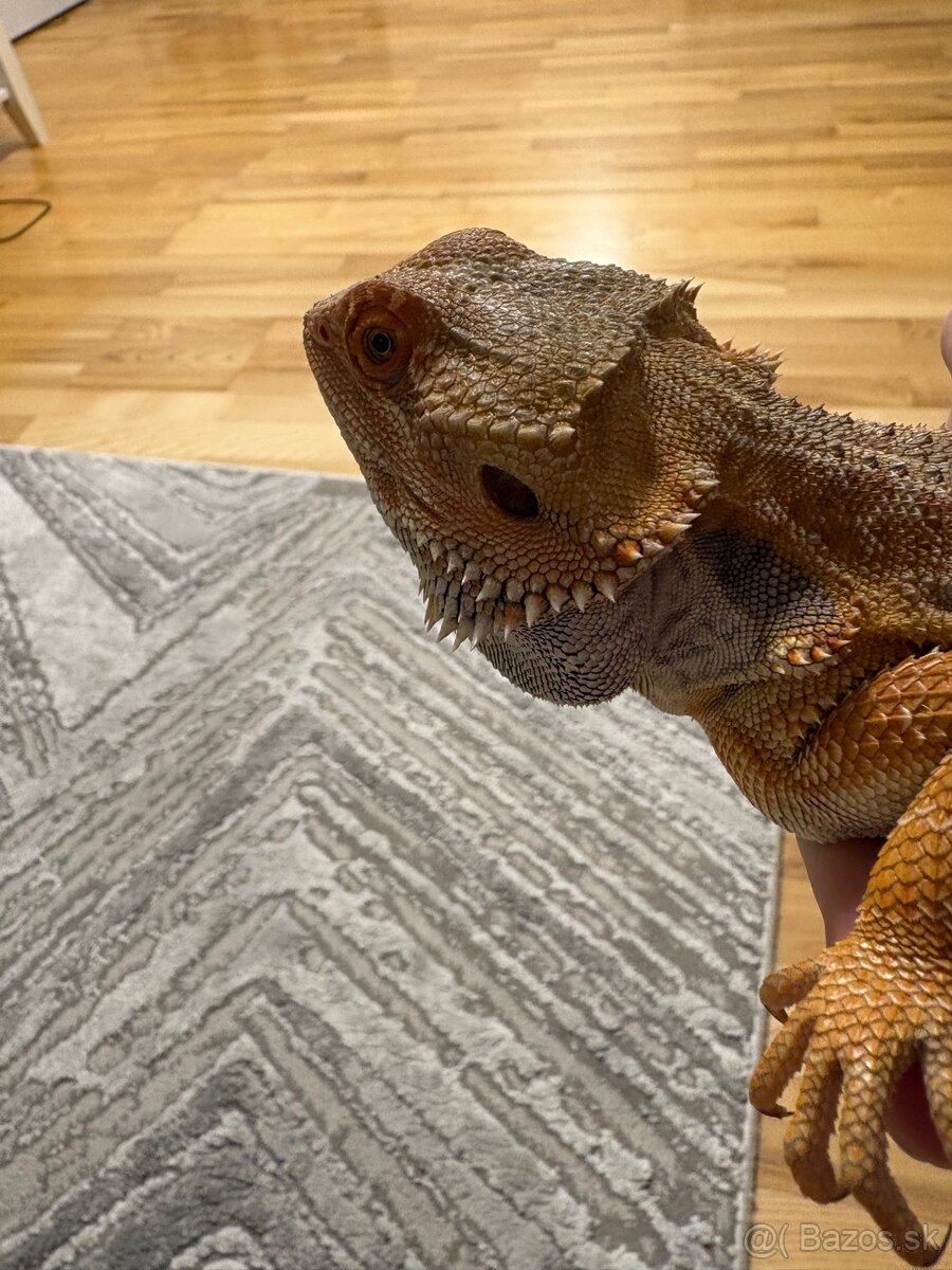 Agama bradata - 3
