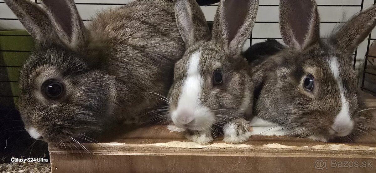 Zakrslý králik - 3