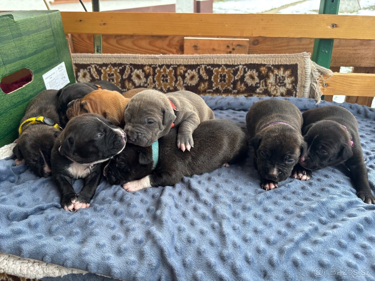 Americký stafordsirsky terier, Stafford, amstaf - 3