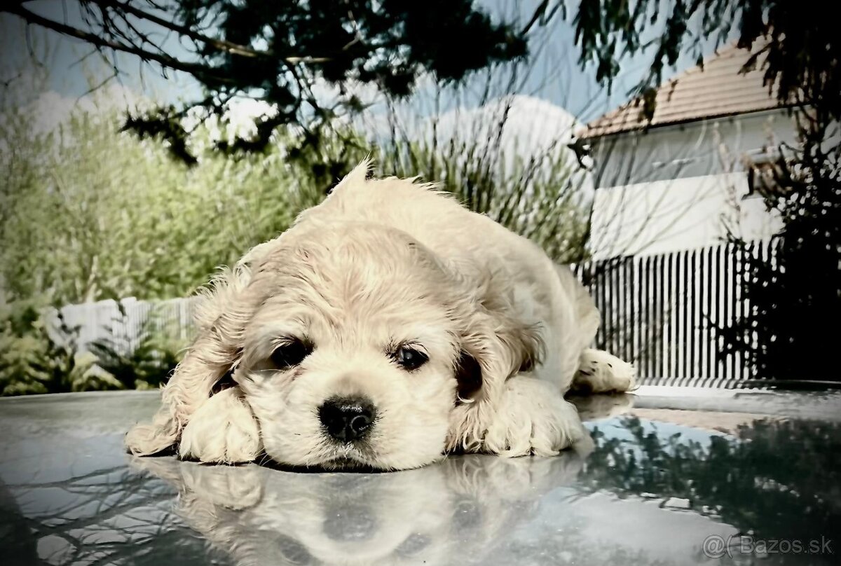 americký kokeršpaniel - 3