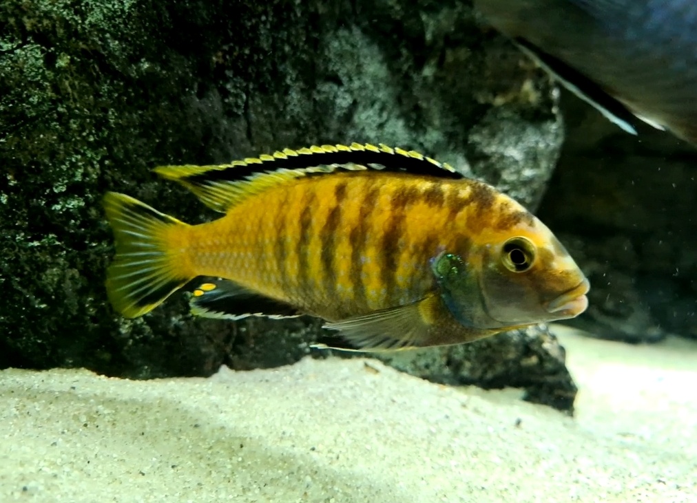 Africké cichlidy - 3