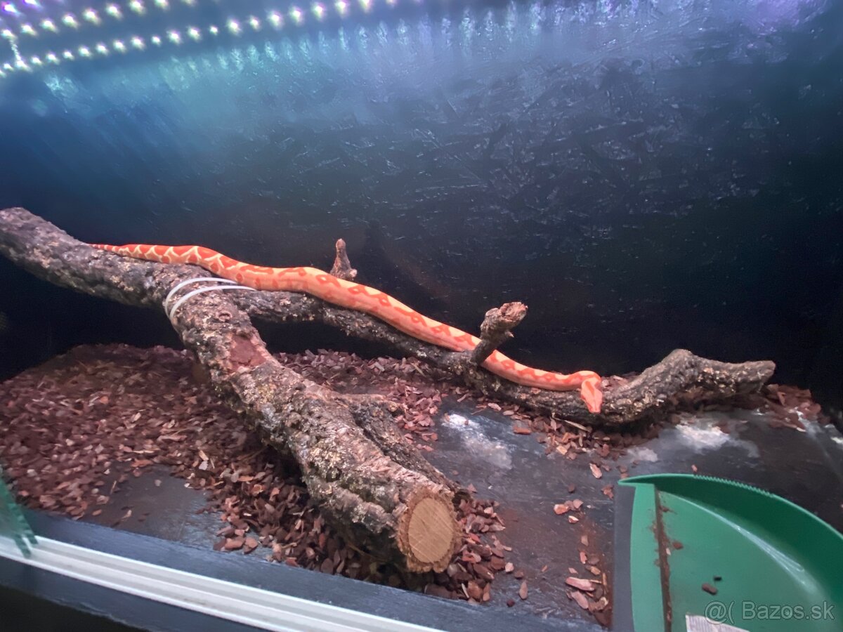 Veľhad kráľovský - 3