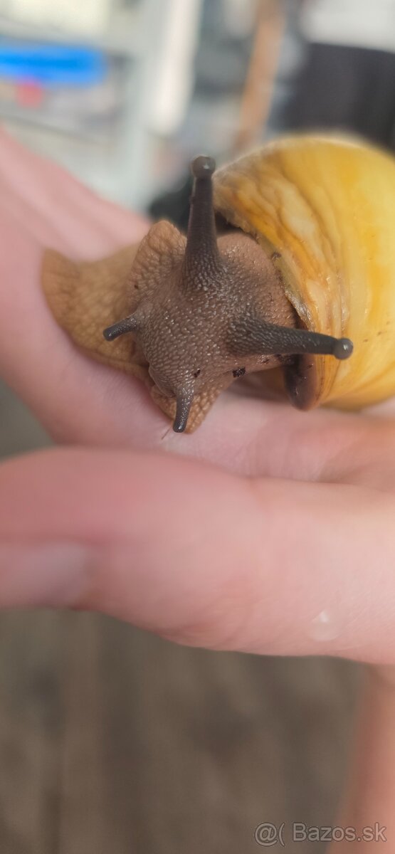 Africký slimák - 3