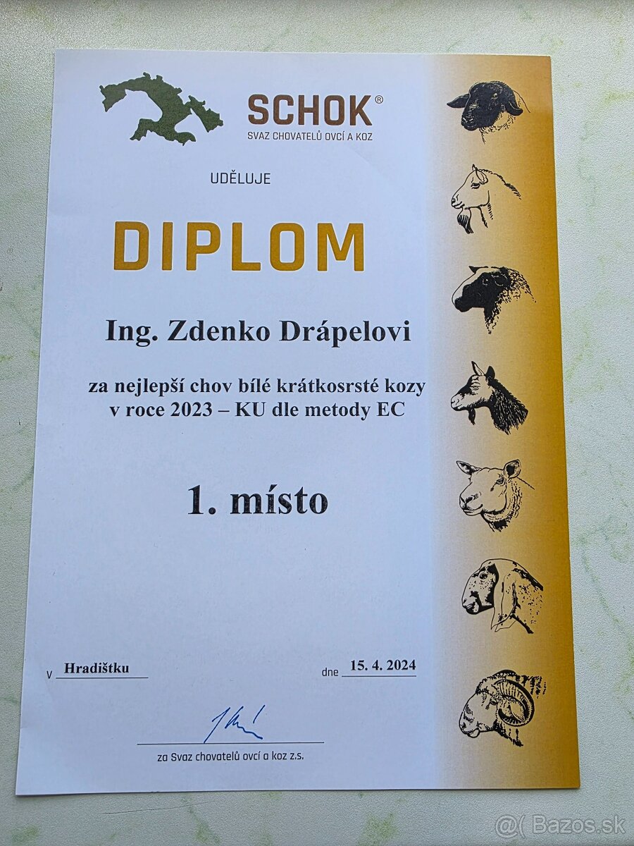 Česká bílá krátkosrstá koza. - 3