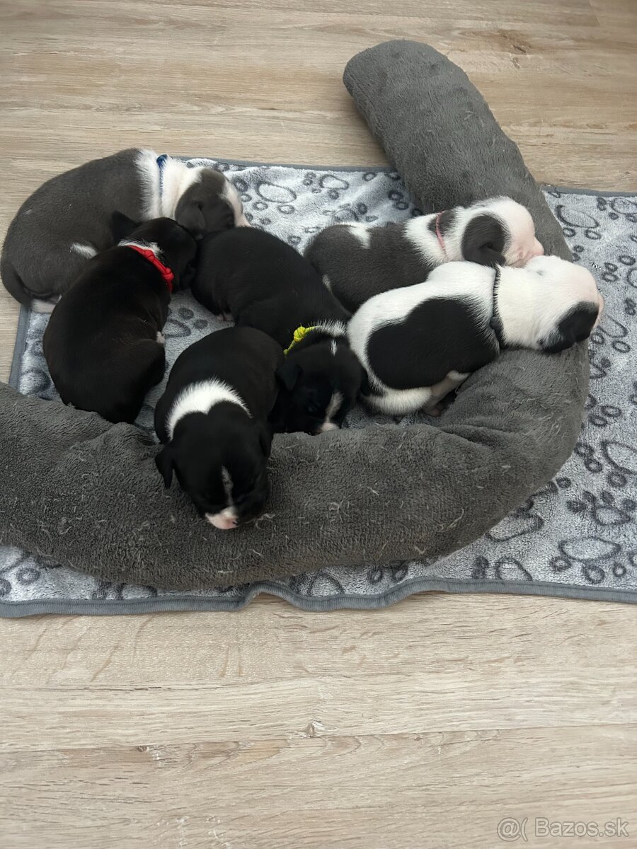 Stafordšírský bulteriér s PP - 3