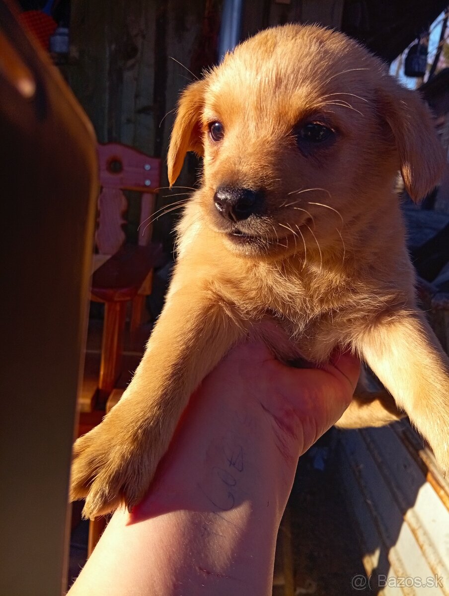 Predám 8-týždnové šteniatka 1 za 20€ - 3