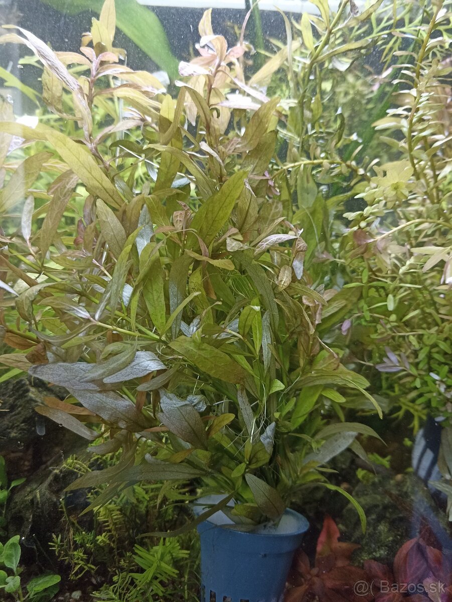 Rastliny do akvaria - 3