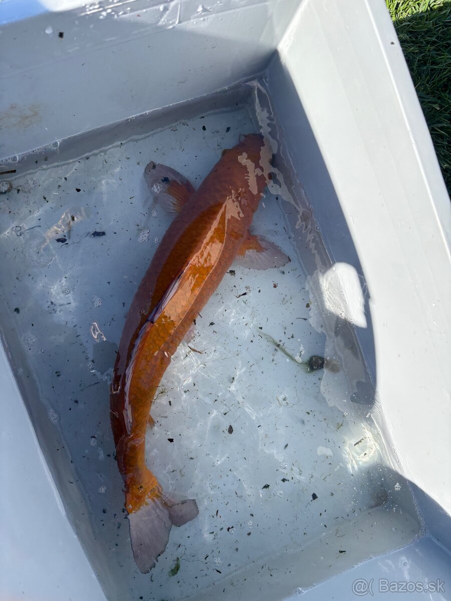 Japonské Koi kapre - 3