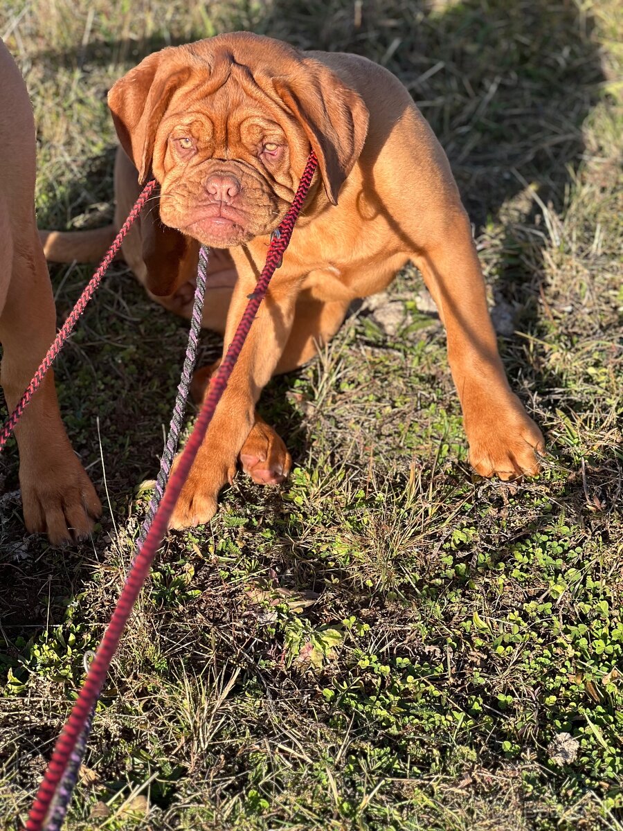 Dogue de Bordeaux s PP holčička Bordeauxská doga - 3